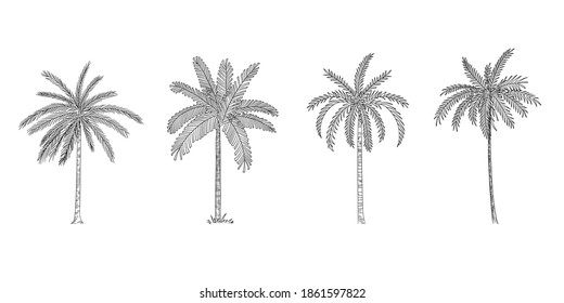 Vector Illustration of Palm Tree Sketch for Design, Website, Background, Banner. Hand Drawing Floral on Beach. Travel and Vacation Ink Element Template. Isolated on White.