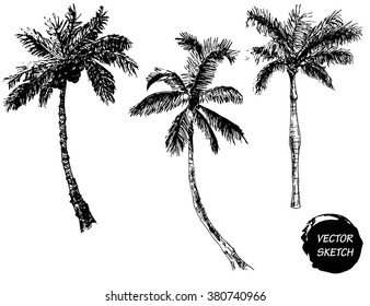Vector Illustration of Palm Tree Sketch for Design, Website, Background, Banner. Hand Drawing Floral on Beach. Travel and Vacation Ink Element Template. Isolated on White