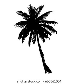 Vector Illustration; Palm Tree Sketch;  for Design, Website, Background, Banner. Hand drawn  Ink Element; isolated on white background