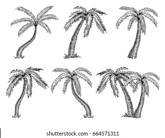 Vector Illustration of palm tree sketch for design, website, background, banner. Hand drawing. Travel and Vacation Ink Element Template. Isolated on White.