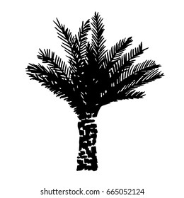 Vector Illustration; Palm Tree Sketch;  for Design, Website, Background, Banner.   isolated on white background
