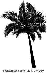 Vector illustration of palm tree trunk, foliage, branches, leaves. Image of tropical tree in vector. Illustrations of vector tree.