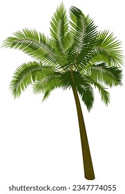 Vector illustration of palm tree trunk, foliage, branches, leaves. Image of tropical tree in vector. Illustrations of vector tree.