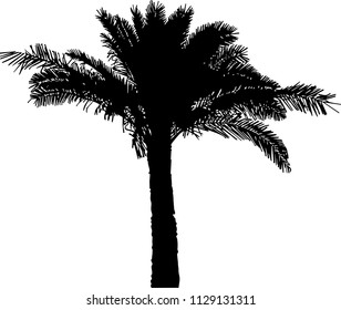 Vector illustration of palms tree silhouette, black on white background