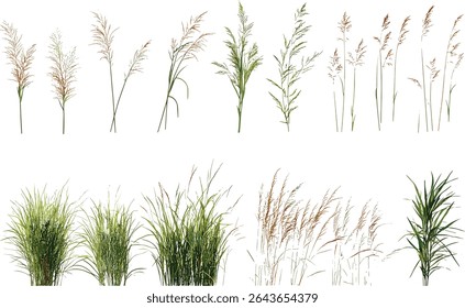 Vector illustration of Panicum virgatum switchgrass and Stipa capillata isolated tree, grassland plant species, meadow vegetation, natural flora, wild grass landscape.