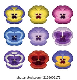 Ilustración vectorial de una flor pansies de diferentes colores sobre un fondo blanco.