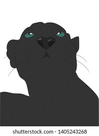vector illustration of panther portrait, drawing color, vector, white background