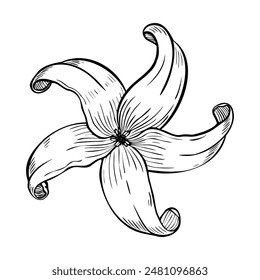 Vector illustration with Papaya Flower or Lily in line art style on isolated backgrounds. Linear botanical drawing of plumeria or frangipani for spa salon. Black outline for greeting cards.