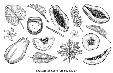 Vector illustration of papaya fruit in a hand-drawn style. Monochrome sketch with juicy slices and palm leaves. Outline monochrome drawing of exotic food and flowers. Set of engravings.