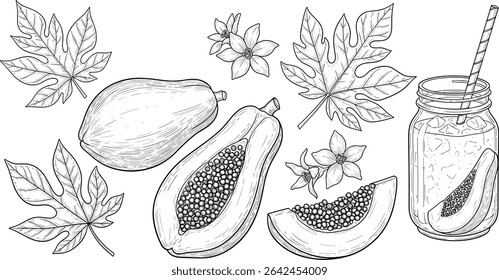 Vector illustration of papaya fruit in a hand-drawn style. Monochrome sketch with juicy slices and palm leaves. Outline monochrome drawing of exotic food and flowers. Set of engravings. 