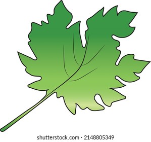Vector illustration of Papaya leaves on a white background.