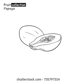 Vector illustration of papaya in sketch style.