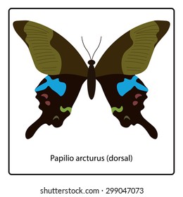Vector illustration of Papilio arcturus (dorsal) butterfly isolated on white background