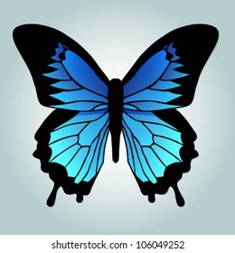 Vector Illustration Papilio Ulysses Butterfly Stock Vector (Royalty ...