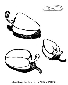 vector illustration of paprika