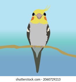 A vector illustration of a parakeet