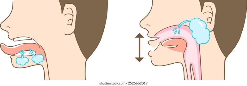 Vektorgrafik von Parotiden, Submandibulären, Sublingual, Speichel und Speicheldrüsen
