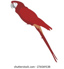 vector illustration of parrot