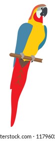 vector illustration of a parrot bird. wild, nature, zoo background.