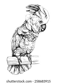 vector illustration of a parrot Cockatoo Moluccan