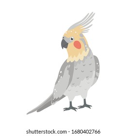 Vector illustration with parrot corella.