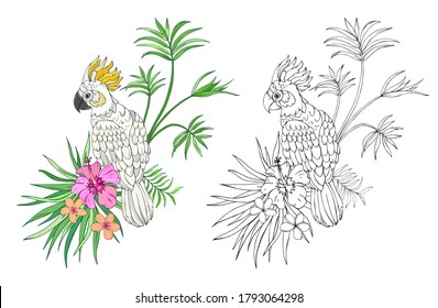 Vector Illustration of parrot and tropical plants. Black and white vector illustration for coloring book. Beautiful drawings with patterns and small details. 