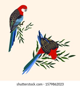 Vector illustration of Parrots on a white isolated background. Template for postcard, poster, web design.