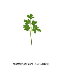 Vector illustration of parsley in cartoon simple flat style isolated on white background. Healthy food concept. 