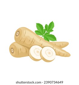 Vector illustration, parsnip with slices and green leaves, scientific name Pastinaca sativa, isolated on white background.