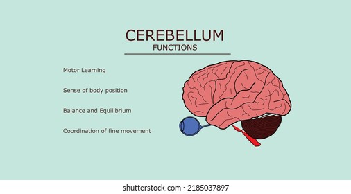 Vector illustration of part of the brain  Cerebellum and its functions in text. used for medical education and articles, blog.