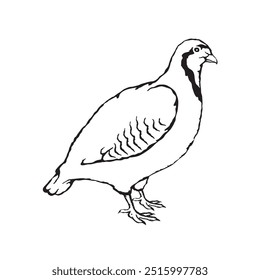 Vector illustration of a partridge in sketch style