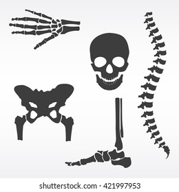 Vector illustration parts of human skeleton. Human joints vector set. Skull, hip bone, spine, hand skeleton and foot bone symbols. Rehabilitation