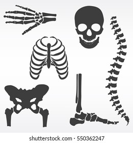 Vector illustration parts of human skeleton. Human joints vector set. Skull, hip bone, chest, spine, hand skeleton and foot bone symbols. Rehabilitation