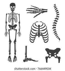 Vector illustration parts of human skeleton. Human joints vector set. Skull, hip bone, chest, spine, hand skeleton and foot bone symbols. Rehabilitation