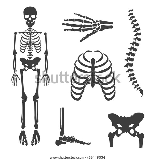 人間の骨格のベクターイラスト部分 人間の関節のベクター画像セット 頭蓋骨 股関節骨 胸 背骨 手の骨と足の骨の記号 リハビリ のベクター画像素材 ロイヤリティフリー