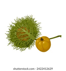 Vector illustration, Passiflora foetida, also called Wild passionfruit or stinking passion flower, isolated on white background.