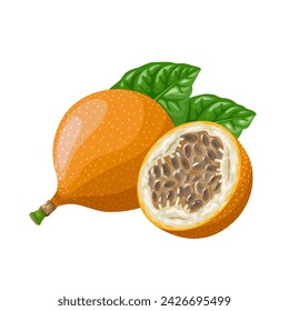 Vector illustration, Passiflora ligularis, commonly known as sweet granadilla or grenadia, isolated on white background.