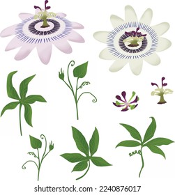 Vector Illustration of Passion Flower and tropical leaves. set of tropical flower and leaf for making pattern or  fabric print.