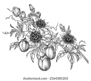 Vector illustration of a passion fruit branch with leaves and flowers in engraving style	