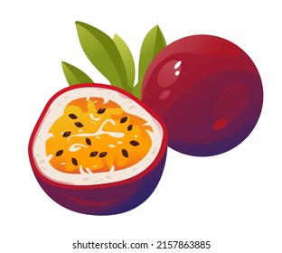 Vector illustration of passion fruit. Passion fruit cut in half. Juicy fruit
