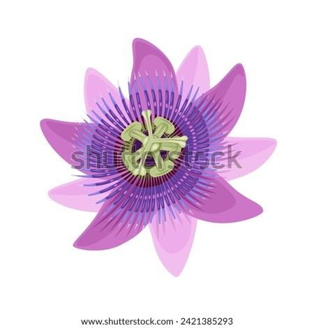Vector illustration, passion fruit flower, isolated white background.