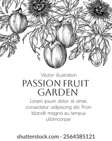 Vector illustration of a passion fruit garden in engraving style	