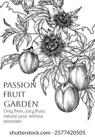 Vector illustration of a passion fruit garden with fruits, leaves and flowers in engraving style. Organic farm. Growing exotic fruits. Illustration for grocery and fruit stores