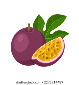 Vector illustration, passion fruit or Passiflora edulis, isolated on white background.