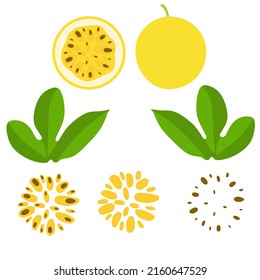 Vector illustration of passion fruit. Passion fruit whole and chunks. Ripe yellow with leaves and seeds. Isolated on a white background.