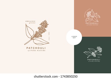 Vector illustration patchouli branch - vintage engraved style. Logo composition in retro botanical style