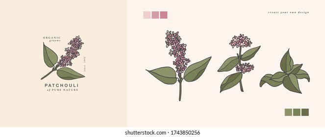 Vector illustration patchouli branch - vintage engraved style. Logo composition in retro botanical style