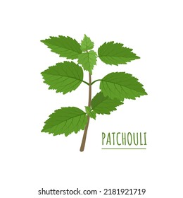 Vektorgrafik, Patchouli oder Pogostemon-Kablin, einzeln auf weißem Hintergrund.