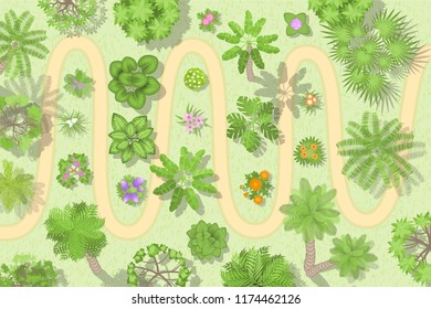 Vector illustration. A path in the jungle. Top view. Various trees, palm trees and flowers. View from above. 