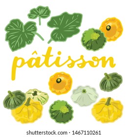vector illustration of patisson and leaf design isolated with lettering patisson background white and vegetable EPS10
